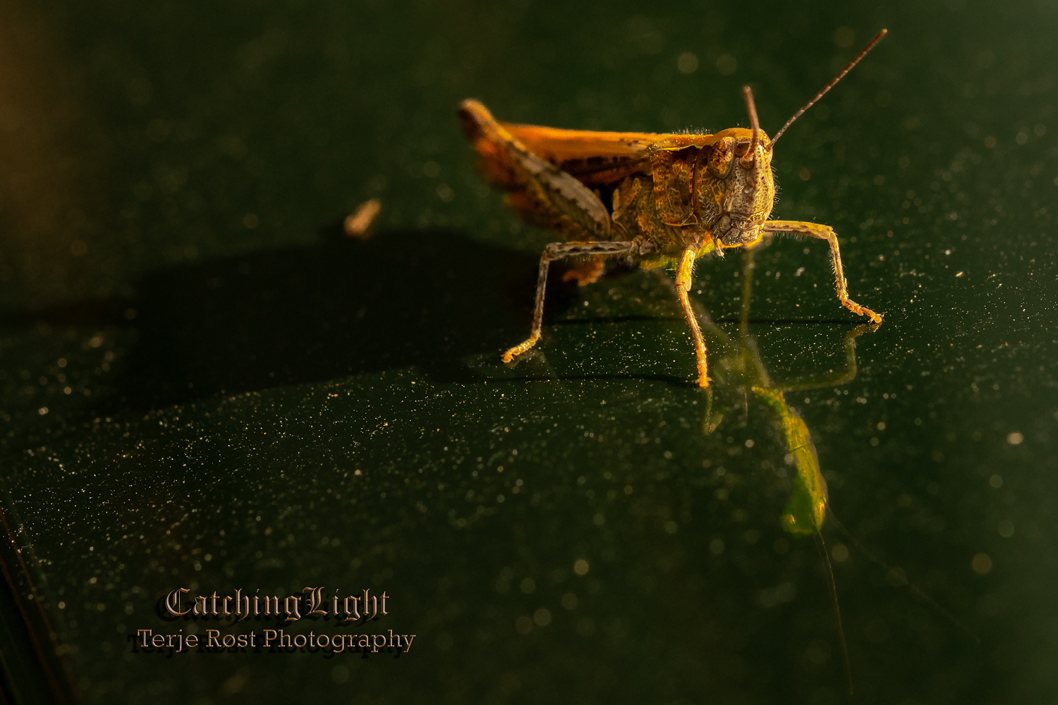 Grasshopper